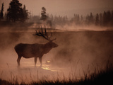 Bull Elk in the Morning in the Smoky Atmosphere of Yellowstone National Park Fires of 1988