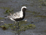 Black Bellied Plover Foraging for Mollusks