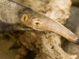 Buy Giant Anteater Closeup at AllPosters.com