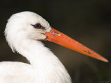 European White Stork at the Lincoln Children's Zoo, Nebraska
