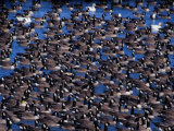 Buy Canada Geese Rest on a Nebraska Pond on their Way North to Canada at AllPosters.com