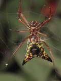 Arrow Shaped Micrathena Spider on its Orb Web