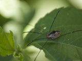 Daddy Longlegs Spider Sits on a Leaf, Lincoln, Nebraska