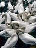 Denmark: Swans Gathered on a Lake in Copenhagen, Directly Above