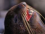 Buy Close-Up of a Vocalizing Northern Fur Seal, Alaska at AllPosters.com