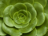 Buy Close-Up of Green Leafy Flower Head, Groton, Connecticut at AllPosters.com