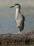 Black Crowned Night Heron Standing on One Leg, Baltimore, Maryland