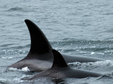 Killer Whales in Johnstone Strait near Vancounver Island
