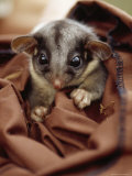 Buy Endangered Leadbeaters Possum Caught in a Restraining Bag, Yellingbo Nature Reserve, Australia at AllPosters.com