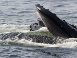 Humpback Whales Surface Feeding on Sand Eels, Massachusetts