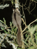 Buy Endangered Leadbeaters Possum Feeds on Tree Sap, Yellingbo Nature Reserve, Australia at AllPosters.com