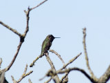 Anna's Hummingbird at Midland School, California