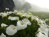 Calla Lilies, Bolinas, California
