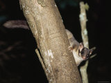 Buy Endangered Leadbeaters Possum Climbs Down a Tree Trunk, Yellingbo Nature Reserve, Australia at AllPosters.com