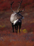 Buy Barren Ground Caribou Bull with Velvet Covered Antlers Set against the Fall Tundra, Alaska at AllPosters.com