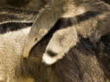 Buy Giant Anteater Carrying Baby on Back at AllPosters.com