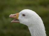 Domestic Goose at a Wildlife Rescue Member's Home in Nebraska