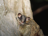 Buy Endangered Leadbeaters Possum Emerges from its Nest Hollow, Yellingbo Nature Reserve, Australia at AllPosters.com