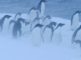 Blowing Snow and Adelie Penguins