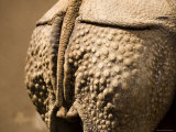 Greater Indian Rhinoceros Closeup