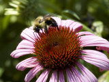 Close-Up of a Bee on the Spiny Center of an Echinacea Flower, Groton, Connecticut