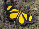 Buy Close View of a Butterfly, Mexico at AllPosters.com