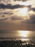 Buy Evening Beach Scene in Florida at AllPosters.com