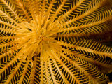 Detail of a Feather Star Crinoid, Bali, Indonesia