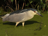 Black Crowned Night Heron Searching in a Bog for Prey, Bombay Hook, Delaware