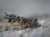 Grasshopper near Burwell, Nebraska
