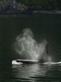 Blow of a Killer Whale as It Surfaces