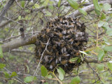 Bee Swarm on the Ventura River-Rancho el Nido Preserve, California