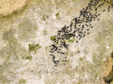Herd of 200 Buffalo Run on the Plains, Liuwa Plain National Park, Zambia