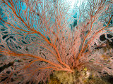 Image of a Large Sea Fan, Also Called Gorgonia Coral, Bali, Indonesia