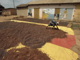 Awoman Bends to Spread Brown Cacao Beans on a Red-And- Yellow Tarp to Dry in the Sun