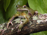 Barking Treefrog Poses for the Camera