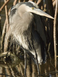 Great Blue Heron in Front of Red Mangrove Roots, Sanibel Island, Florida