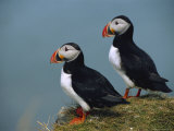 Iceland, Ingolfshofdi, Pair of Atlantic Puffins on Grass Covered Cliff