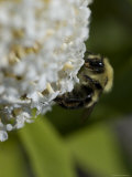 Close-Up of a Bee on a White Flower, Groton, Connecticut