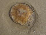 Denmark, Skagen, Jelly Fish on Sand