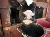Buy Calf with its Head Through the Stall Door, Pennsylvania at AllPosters.com