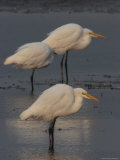 Great Egrets