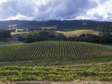 Buy Grape Vines on Opolo Vineyards and Surrounding Oak Woodlands, California at AllPosters.com