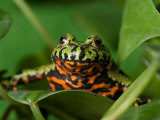 Fire-Bellied Toad at the Sunset Zoo