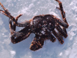 Fisherman's Catch of Crab Lying in Snow and Ice, Alaska