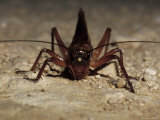 Enormous Grasshopper Makes It's Way Across a Dirt Track, Coorong National Park, Australia