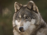 Gray Wolf at the Rolling Hills Wildlife Adventure