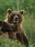Grizzly Bears, Alaska