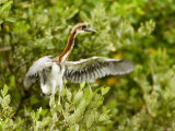 Juvenile Tricolored Heron near its Nest, Tampa Bay, Florida