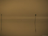 Eurasion Coots and Channel Markers Emerge from the Haze of a Dawn Fog, Australia